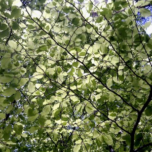 Bøkeskogen - fotografi av Elisabeth Berggren Hansen