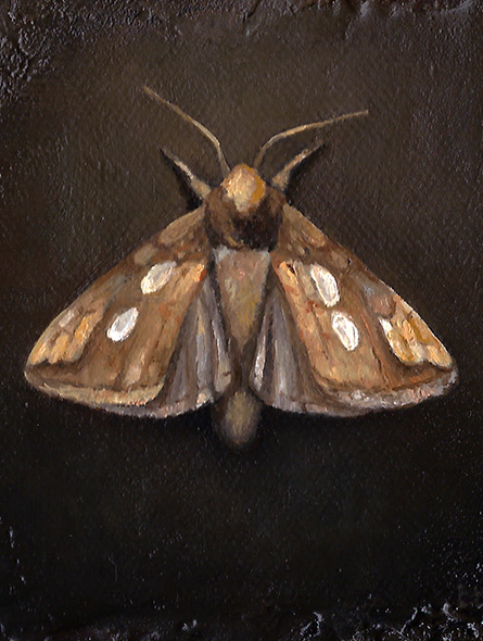 The Golden Moth, oljemaleri av Elisabeth Berggren Hansen